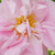 Różowy  - Róża damasceńska - Celsiana